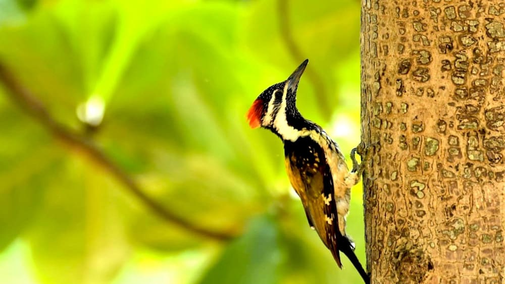 A Reluctant Birder’s Guide to Birdwatching
