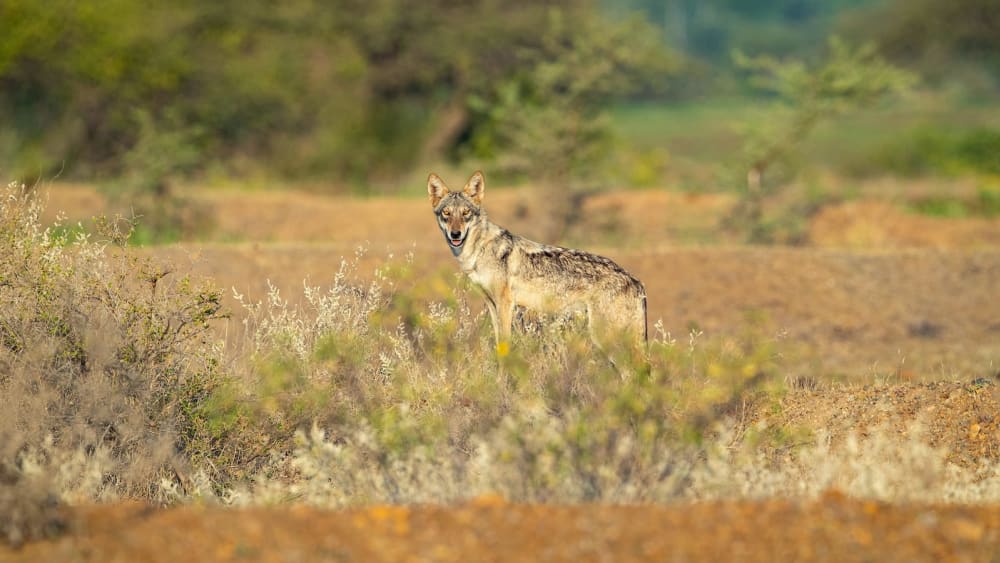Indian Grey Wolf: Ghosts of The Grasslands