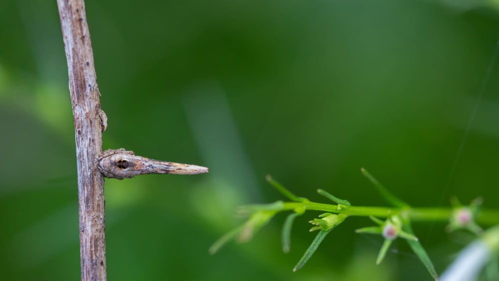 Quiz: Find these Masters of Disguise