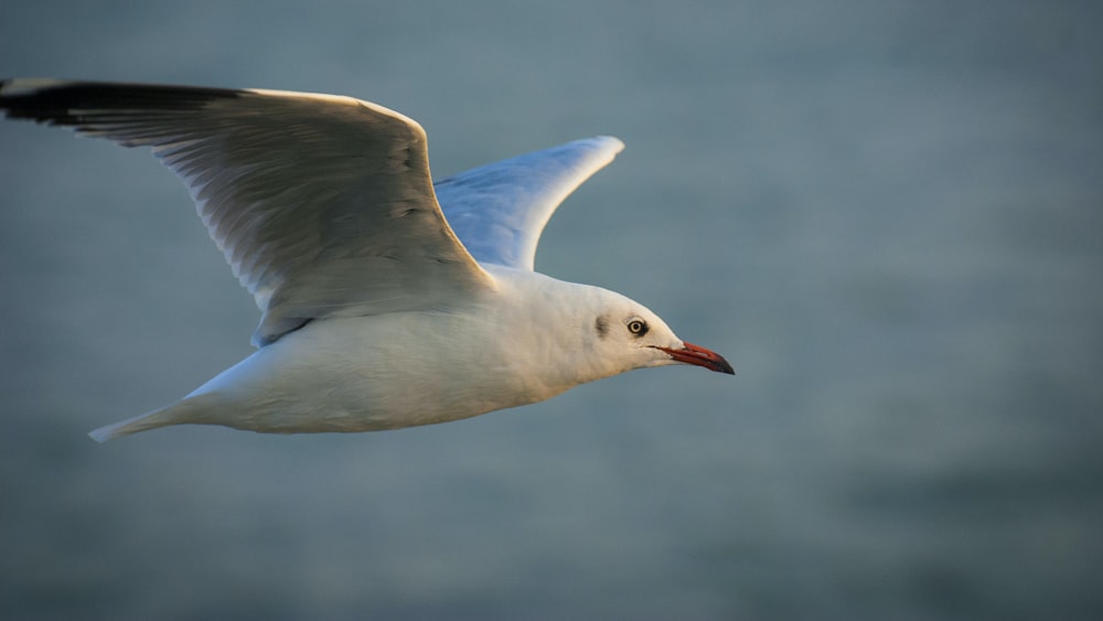 Mischief Makers: The Disgraceful Antics of Graceful Gulls