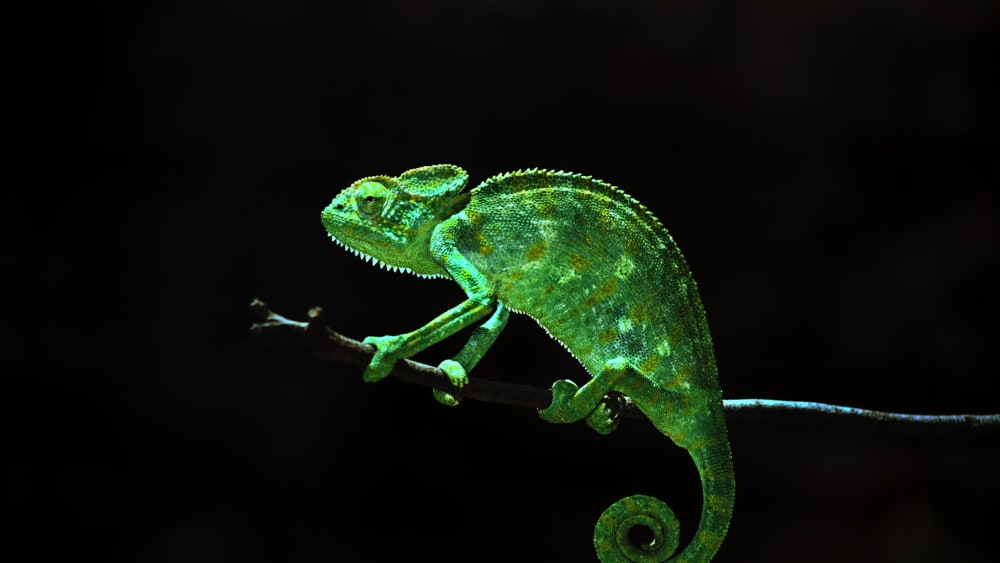 Indian Chameleon and the Art of Disappearing