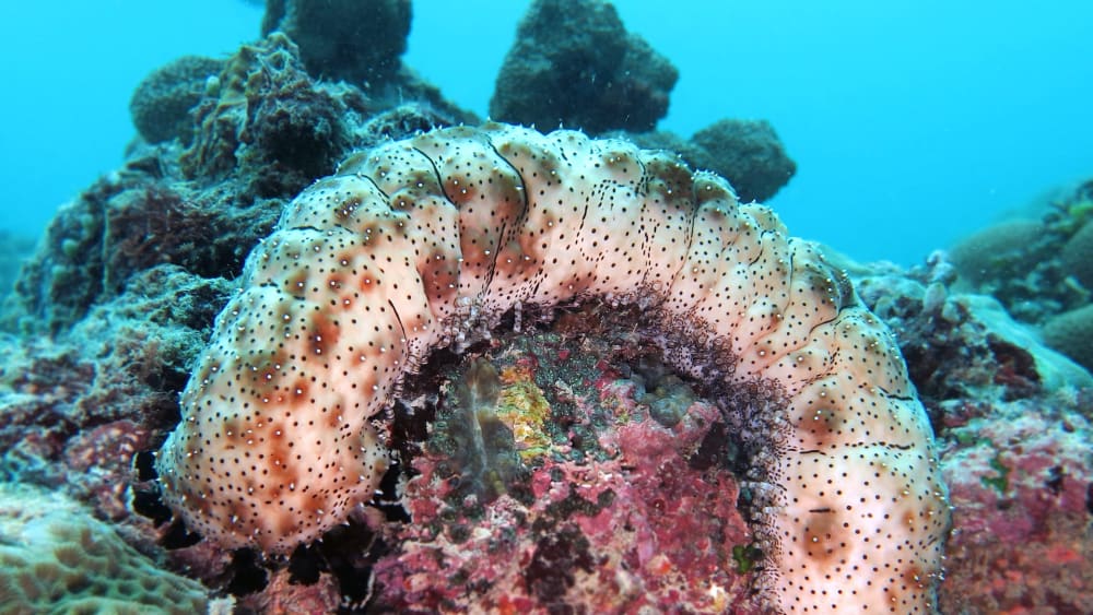Sea Cucumbers: Silent Superheroes of the Seas