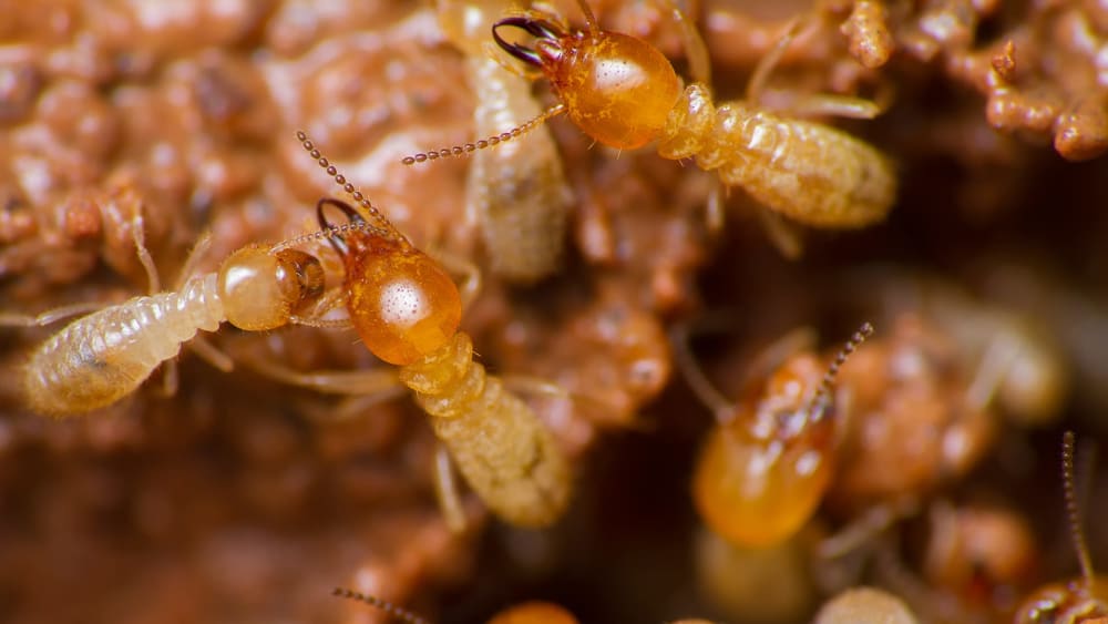 Bantam Force: Ambushed by the Termite Parade