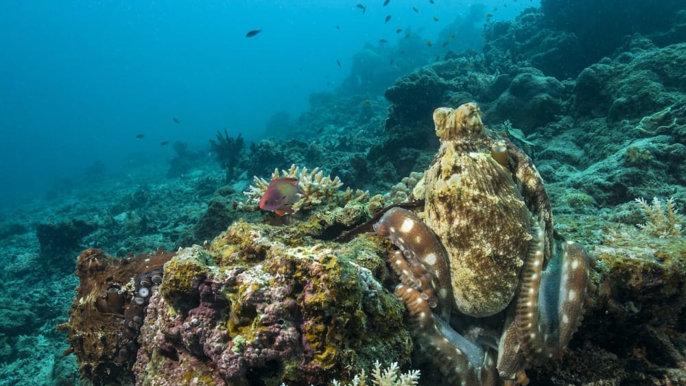 Mate and Die: Mysteries of Octopus Sex