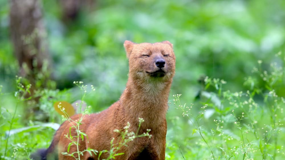 Going to the Dogs? Turning the Page for India’s Endangered Dhole