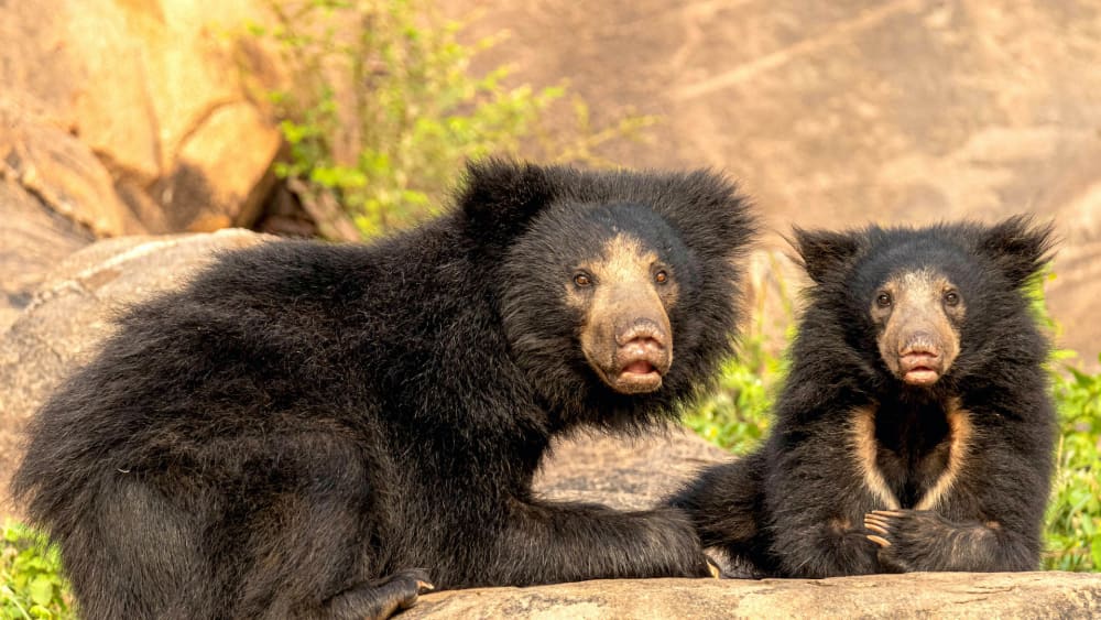Bare Truth: Why We Need to Save Our Sloth Bears