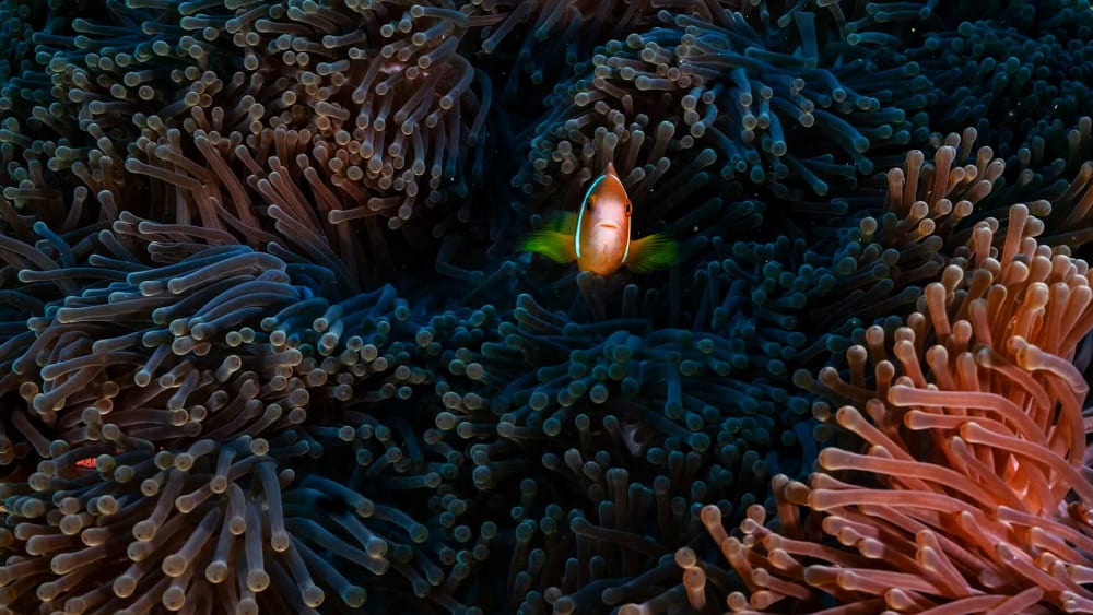 Lakshadweep Islands: Radiant Speckles in the Sea