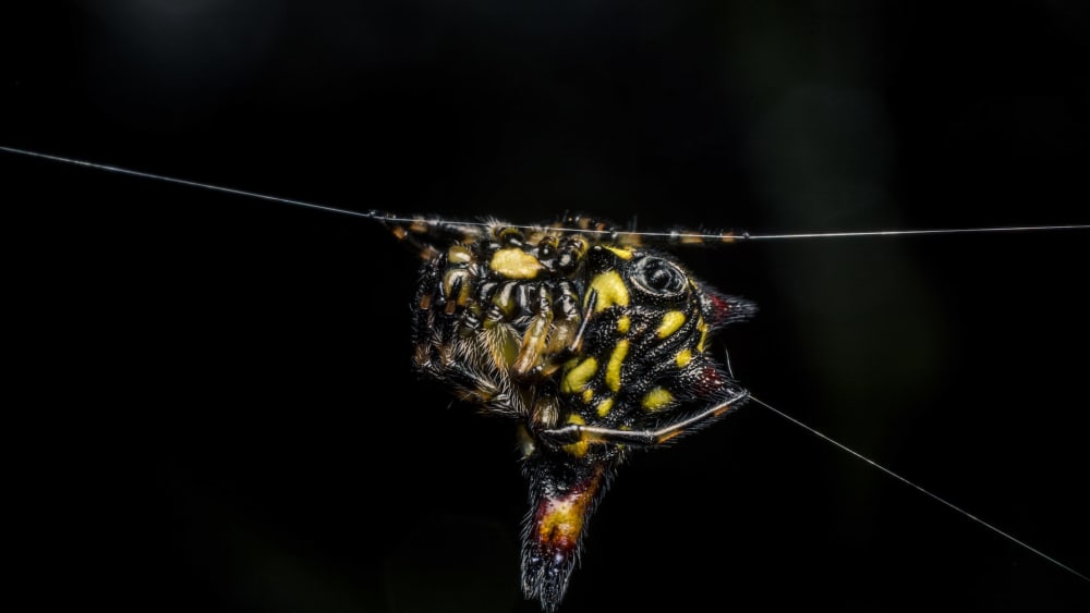 The Spin on the Spider’s Silk Route