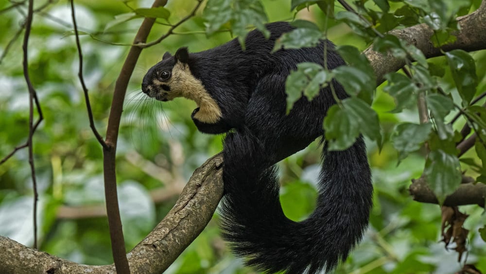 The Tree-Dwellers of Namdapha National Park