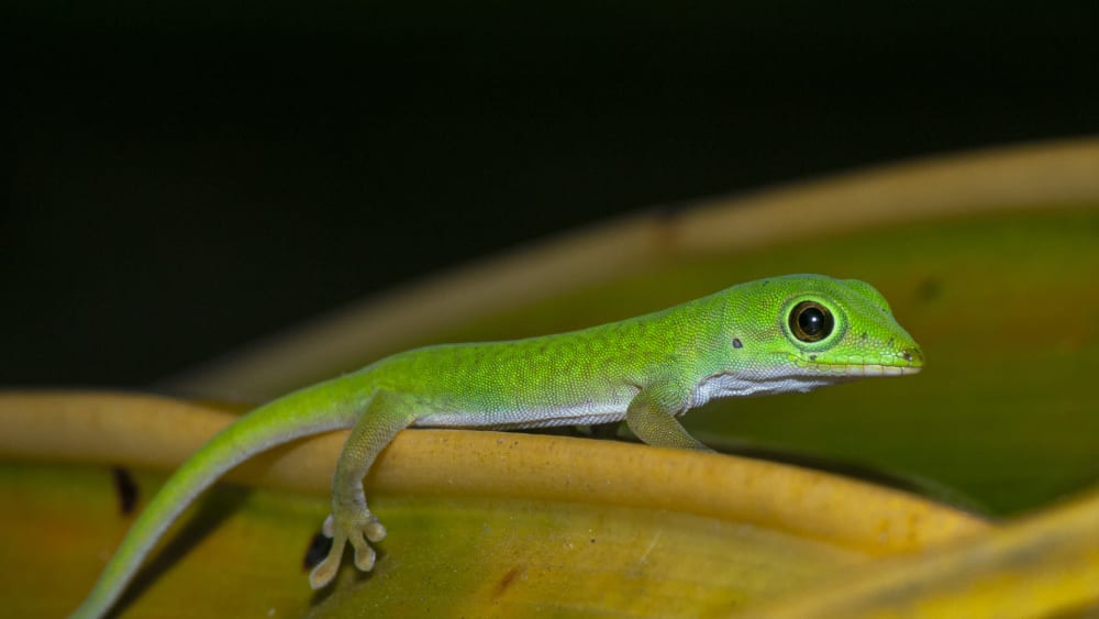 Andaman Day Gecko: Fleet-footed Flecks of Green