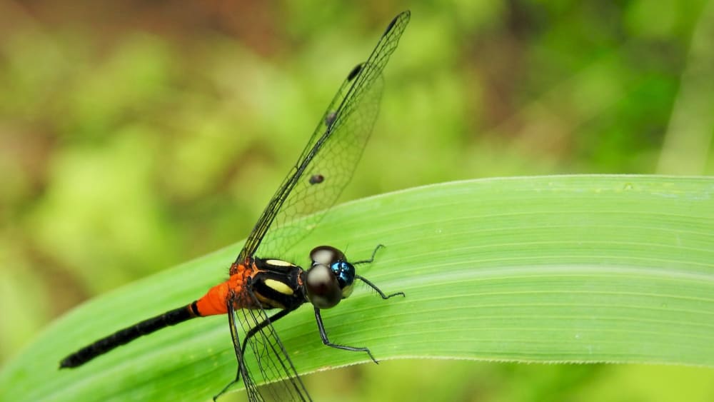 Ruby-tailed Hawklet: Black Dragon in Red Shorts