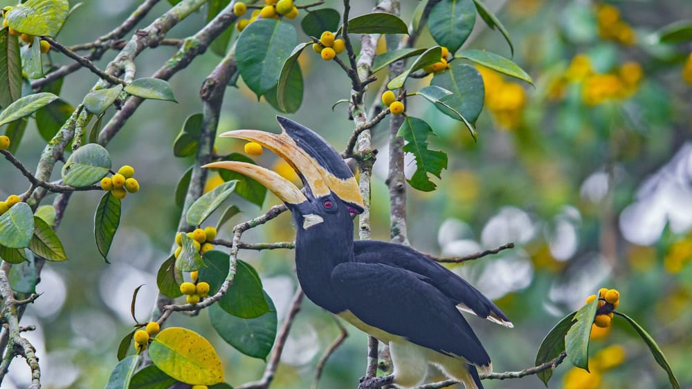 Malabar Pied Hornbill: In Tuxedos for the Fruit Party