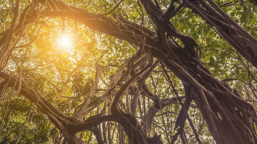 Surviving the Pandemic, One Tree at a Time