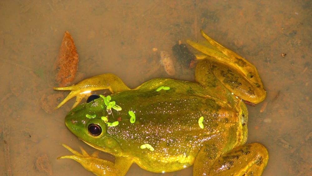 Skittering Frogs: Look Closely, They’re Floating on Water Everywhere