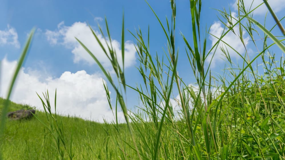Droughts Mitigated at Lamkani through Grassland Restoration