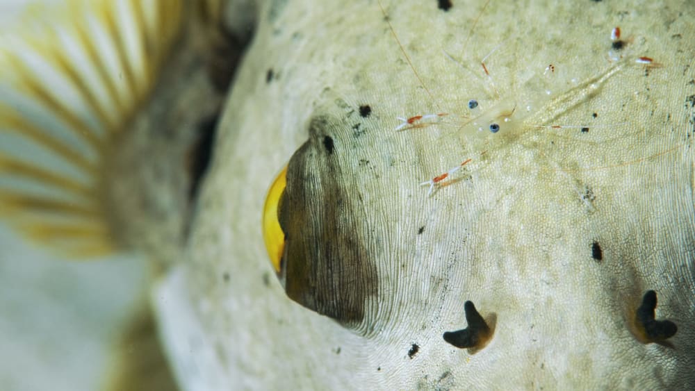 Cleaning Symbiosis: Underwater Hygiene with the Ocean’s Favourite Cleaning Experts