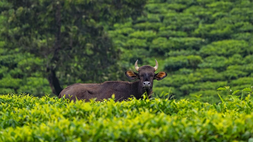 Gaur Shift Out of Forest Homes