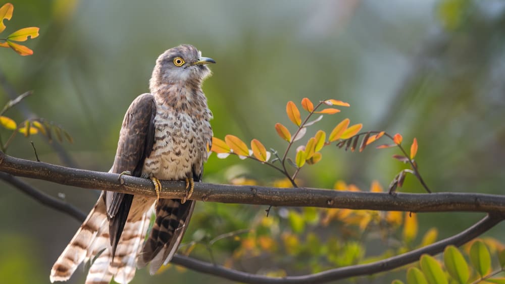 The Rousing Call of the Common Hawk-Cuckoo