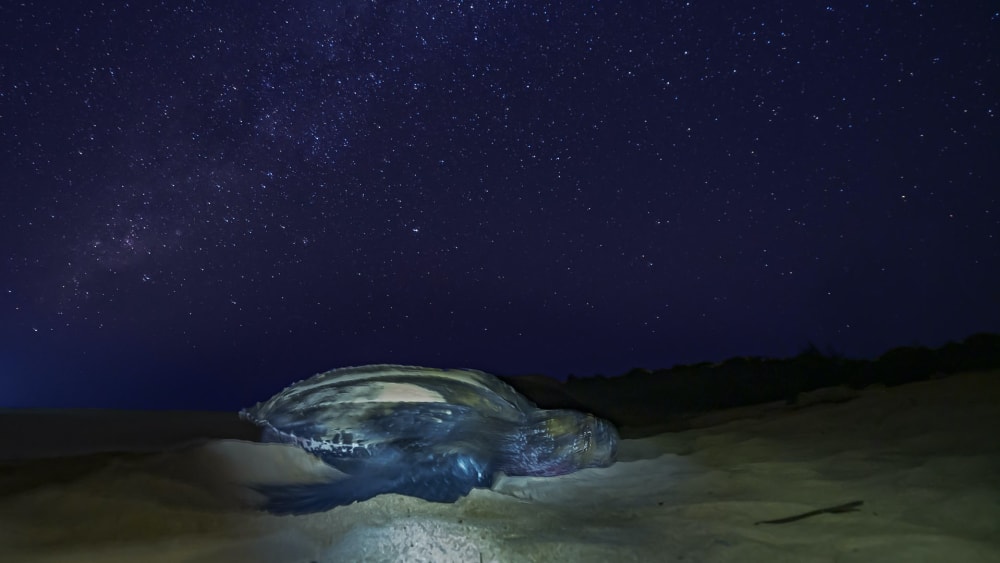 Written in the Stars: A Night with the Leatherback Turtle
