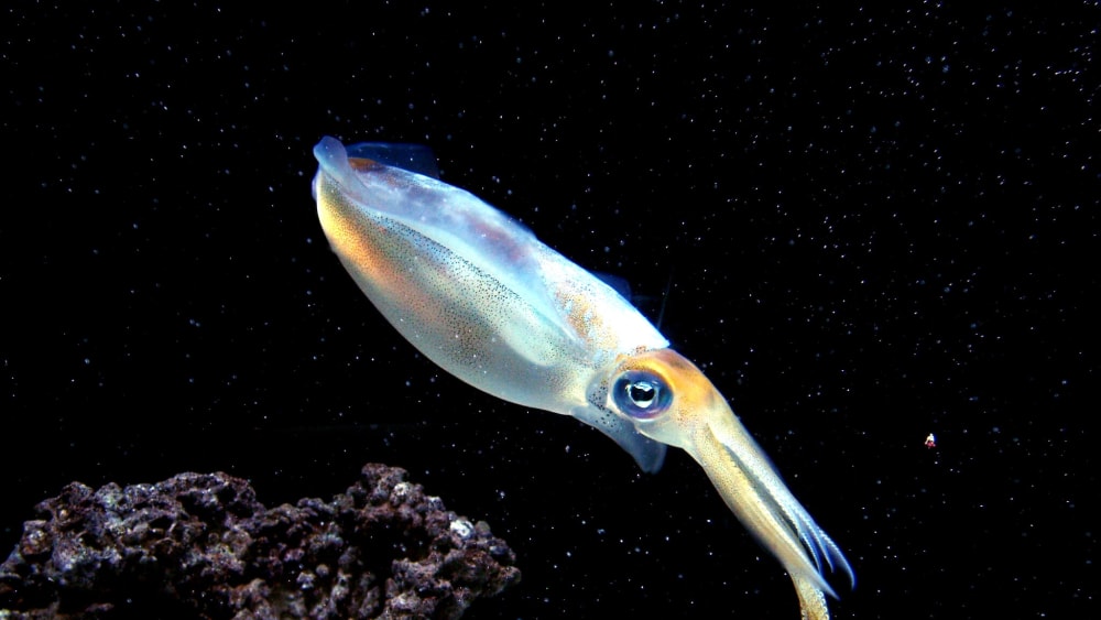 The Secret Life of Squids