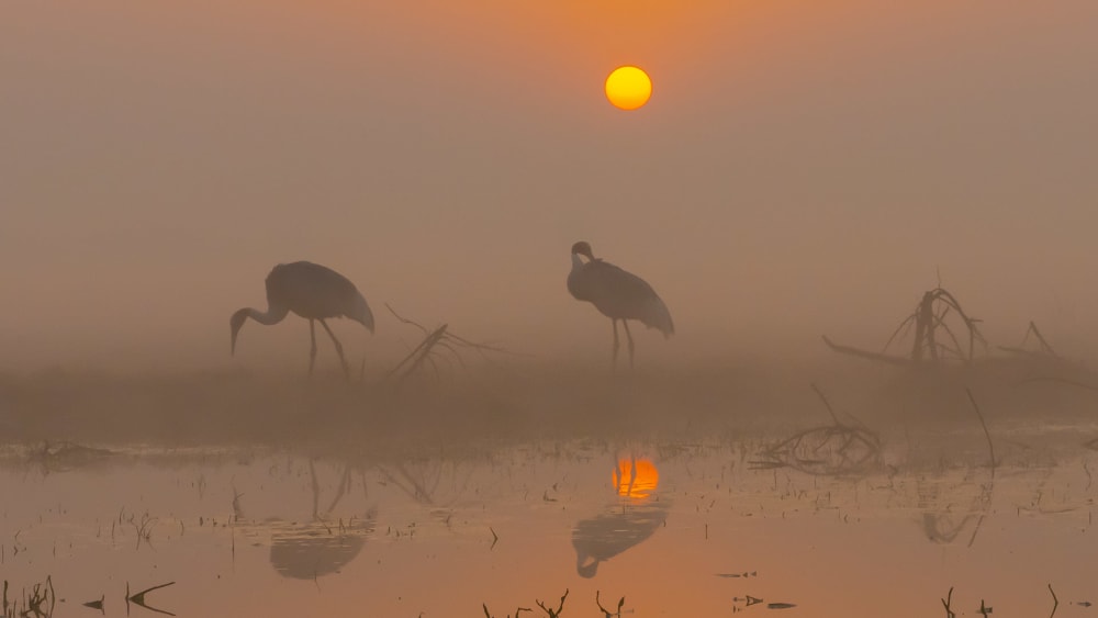Not Just Desert: The Wild, Varied Habitats of Rajasthan