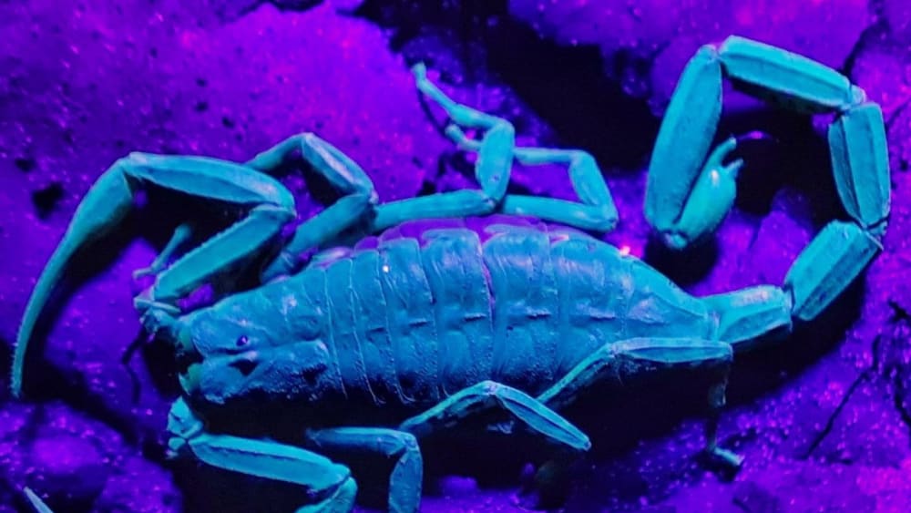 A Spotlight on the Scorpions of the Western Ghats