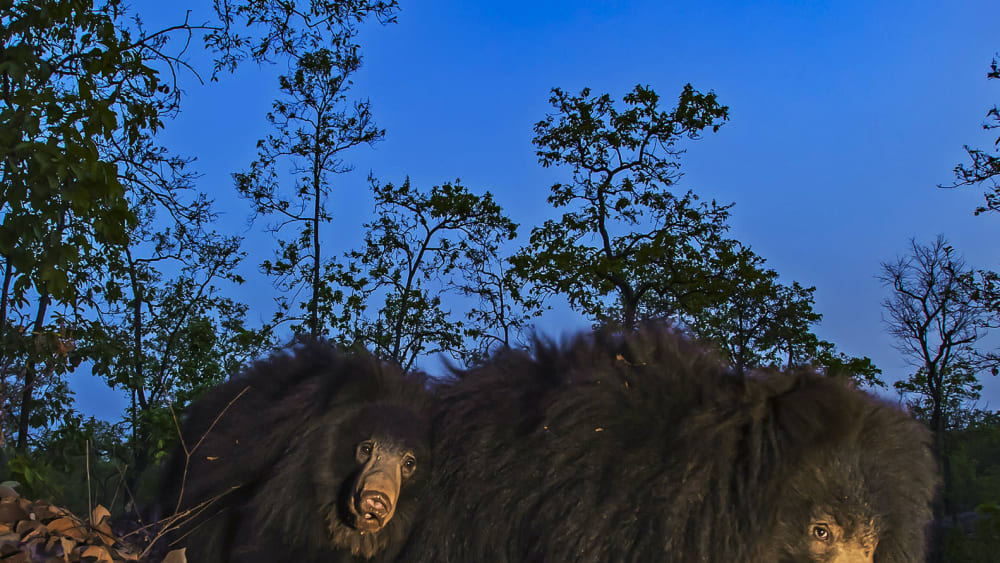 Sloth Bears: Ant Eaters of the Ursine World