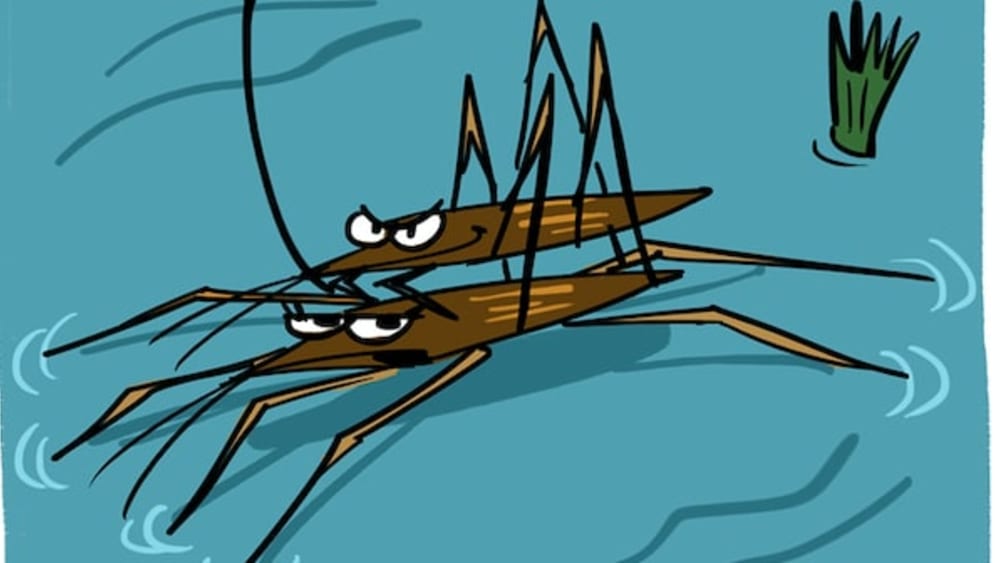 Bollywood and the Bad Romance of Water Striders