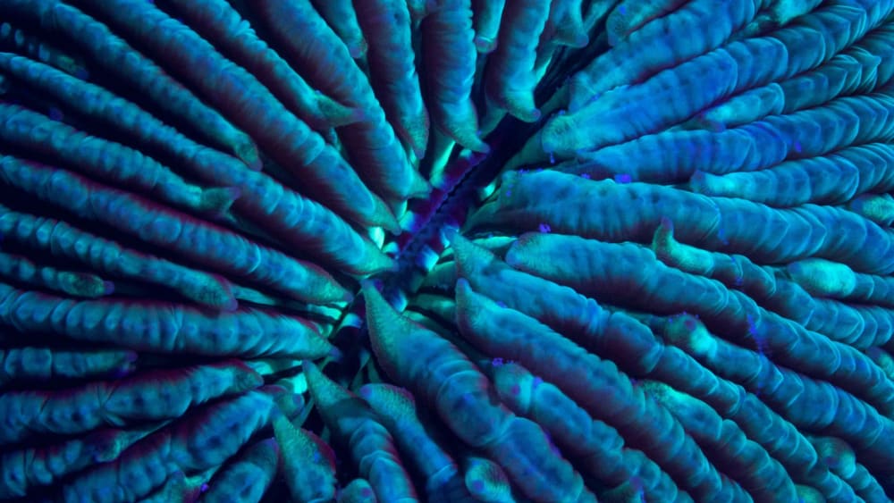 Life After Dark: The Night Shift on a Coral Reef