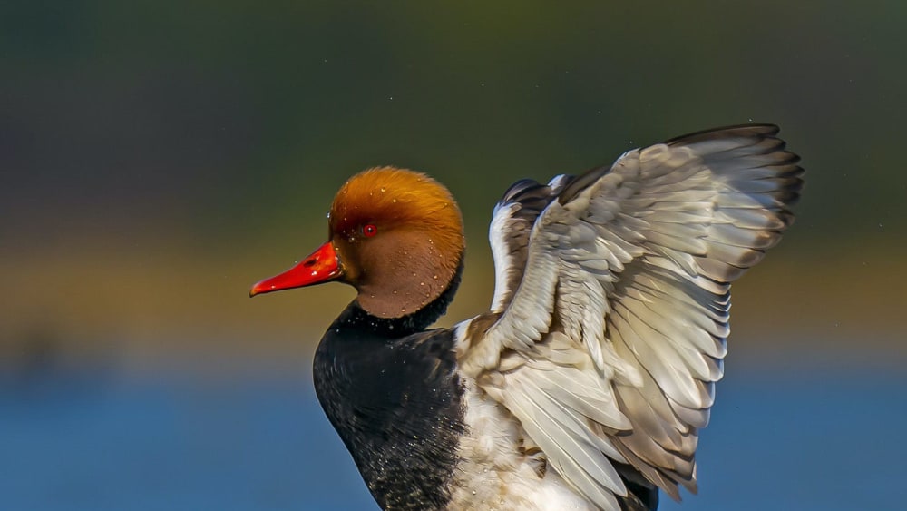 Delightful Ducks: From the Flamboyant to the Austere