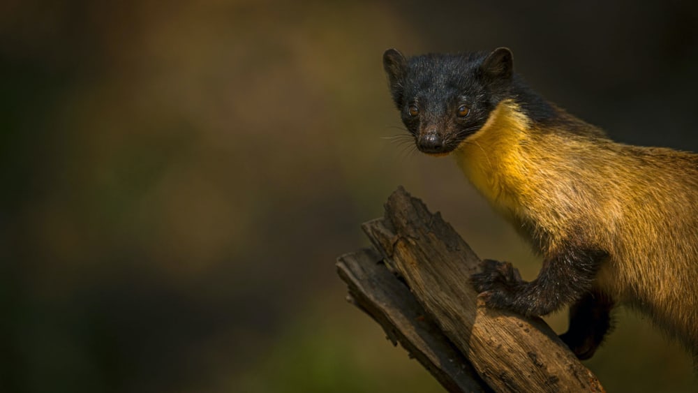 Flash in the Forest: Mysterious World of the Yellow-throated Marten