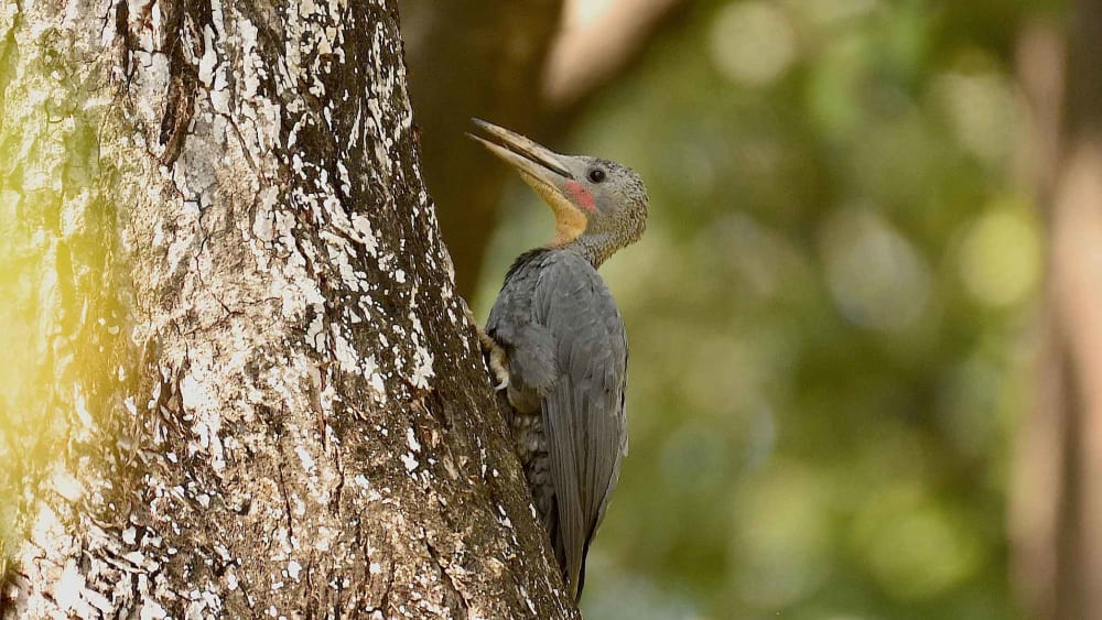 Serial Drillers: Great Slaty Woodpeckers as Community Cavity Creators