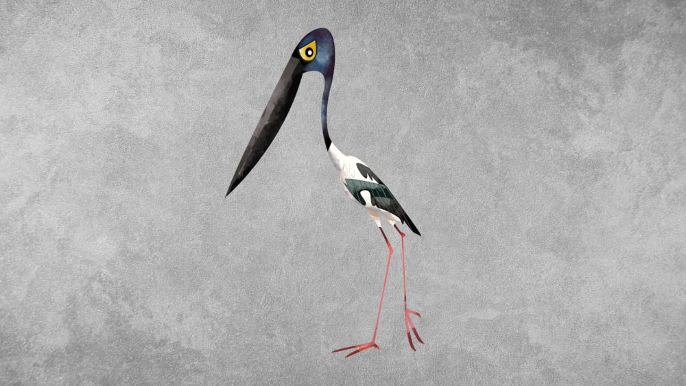 Black-necked Stork: Facts, Threats, Habitat