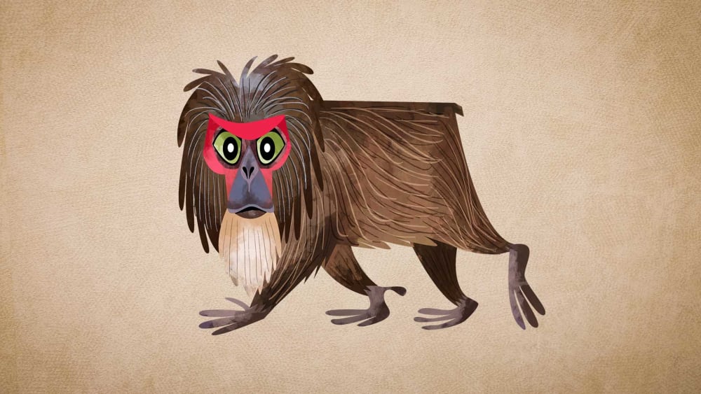 Stump-tailed Macaque: Appearance, Diet, and Breeding