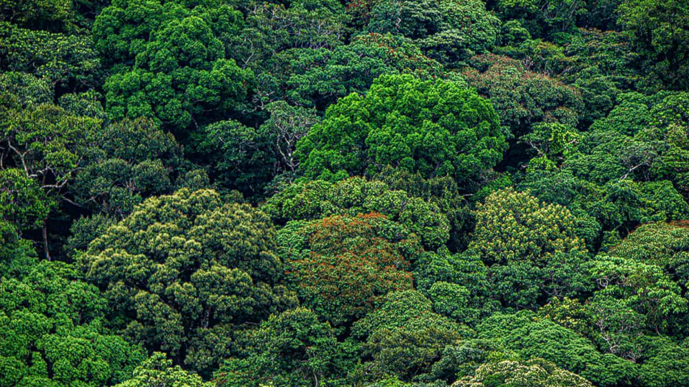 Sights and Sounds from the Tree Canopy