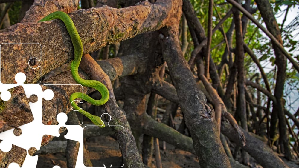 Wildlife Puzzle: Green Pit Viper