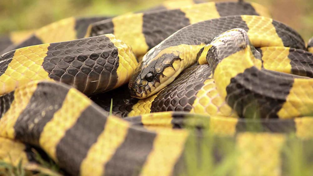 Shot of Poison: Kraits of India
