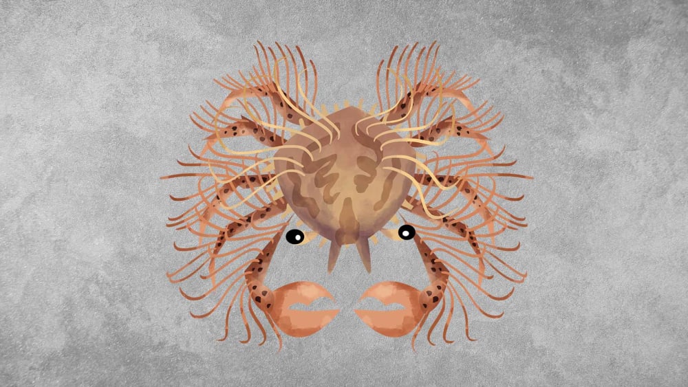 Decorator Crabs: Facts, Size, Shells
