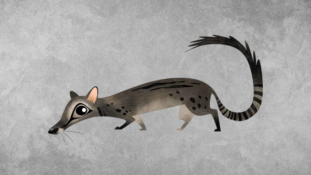 Common Palm Civet: Facts, Habitat, Threats
