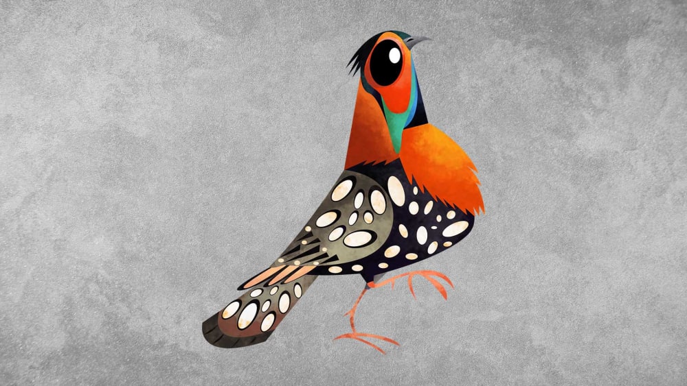Western Tragopan: Facts, Diet, Habitat