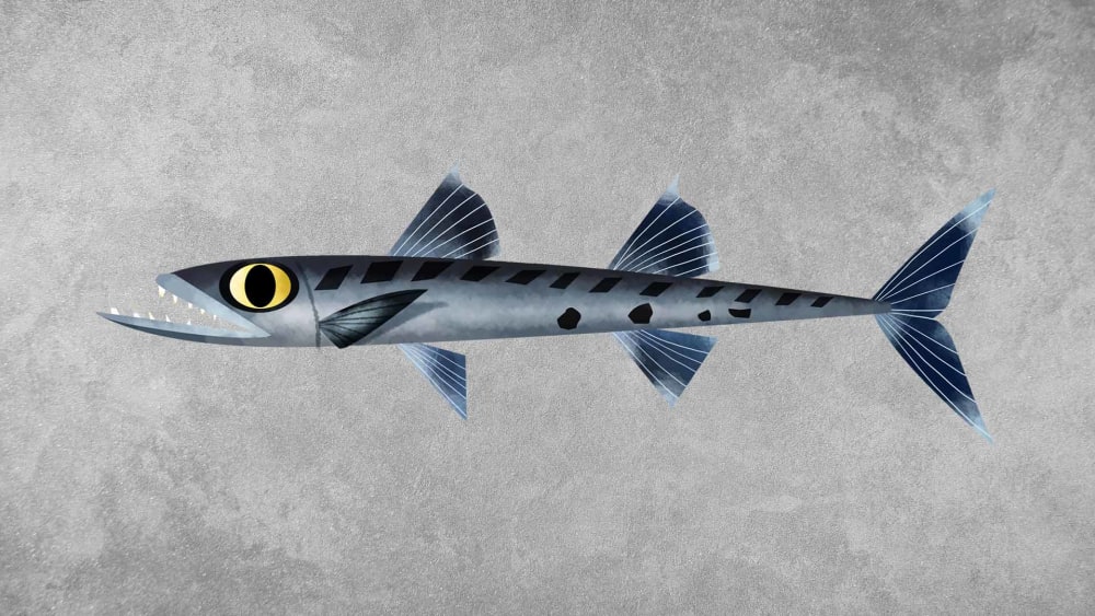 Great Barracuda: Facts, Size, Dangers