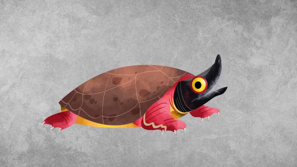 Northern River Terrapin: Habitat, Conservation, Lifespan