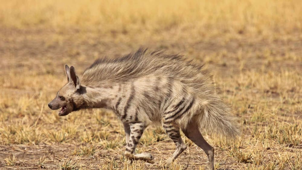 Not the Witch’s Steed: Why the Hyena is India’s Most Misunderstood Predator