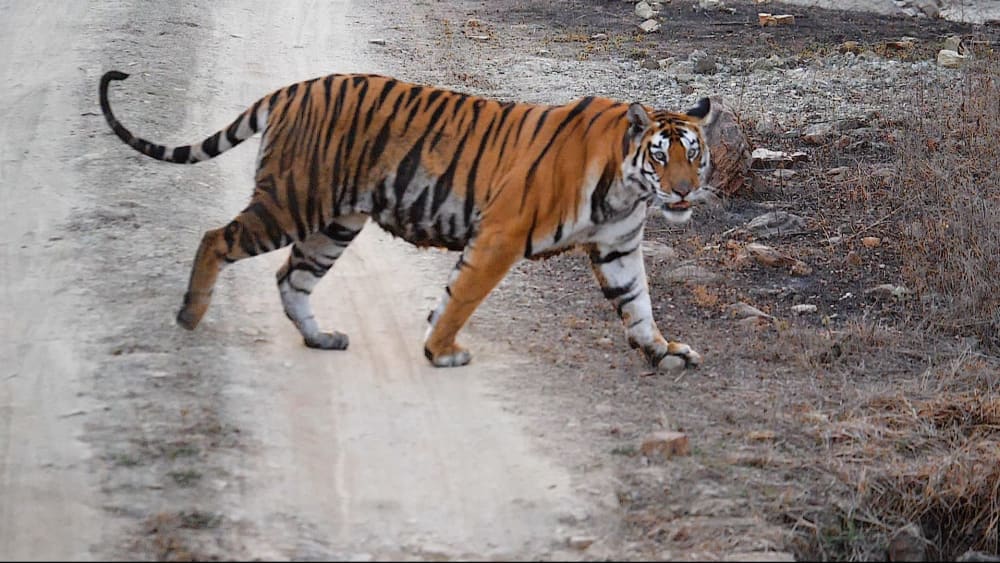 Return of the King: How Panna National Park Got its Tigers Back