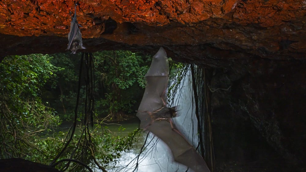 Green-tinted Glasses: The Monsoon Forests of Goa