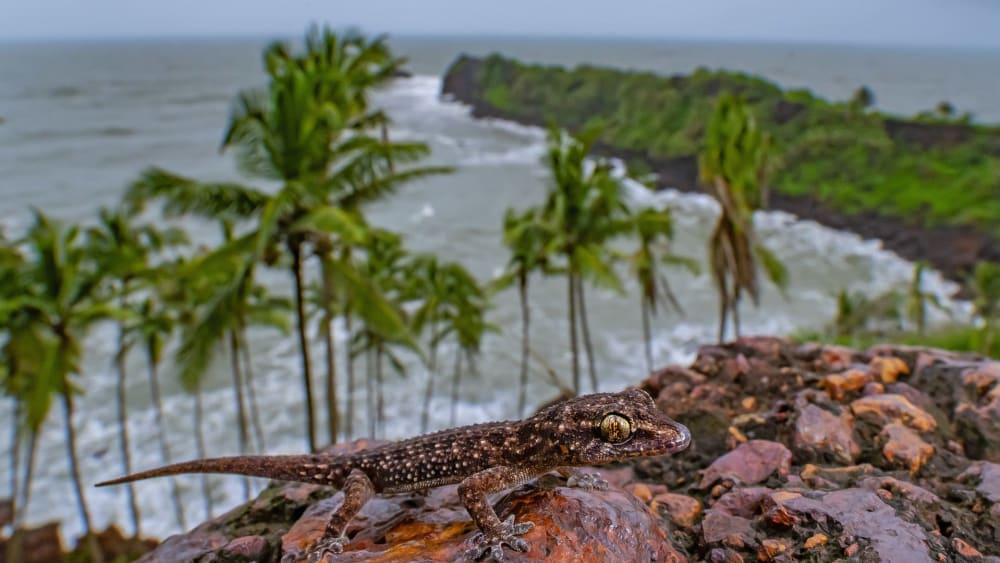 Monsoon Makeover: When Rain Transforms the Laterite Plateaus of Goa