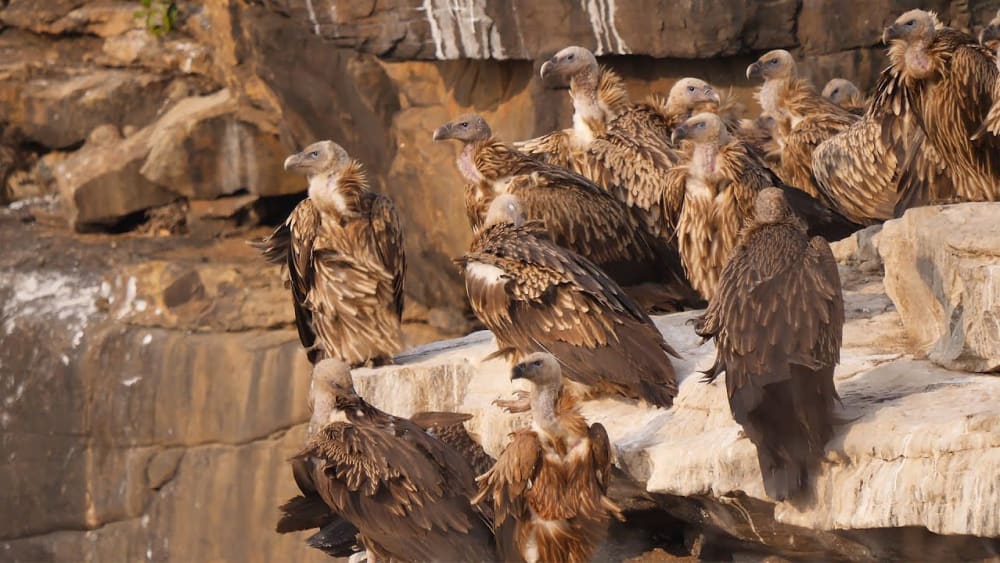 Why Vultures of Panna May Lose their Cliff-Side Homes