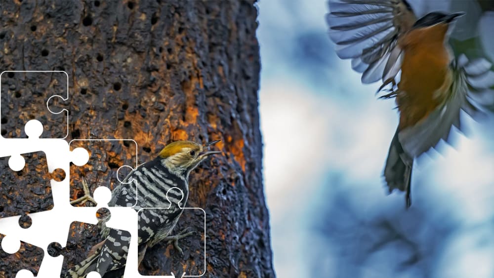 Wildlife Puzzle: Woodpecker