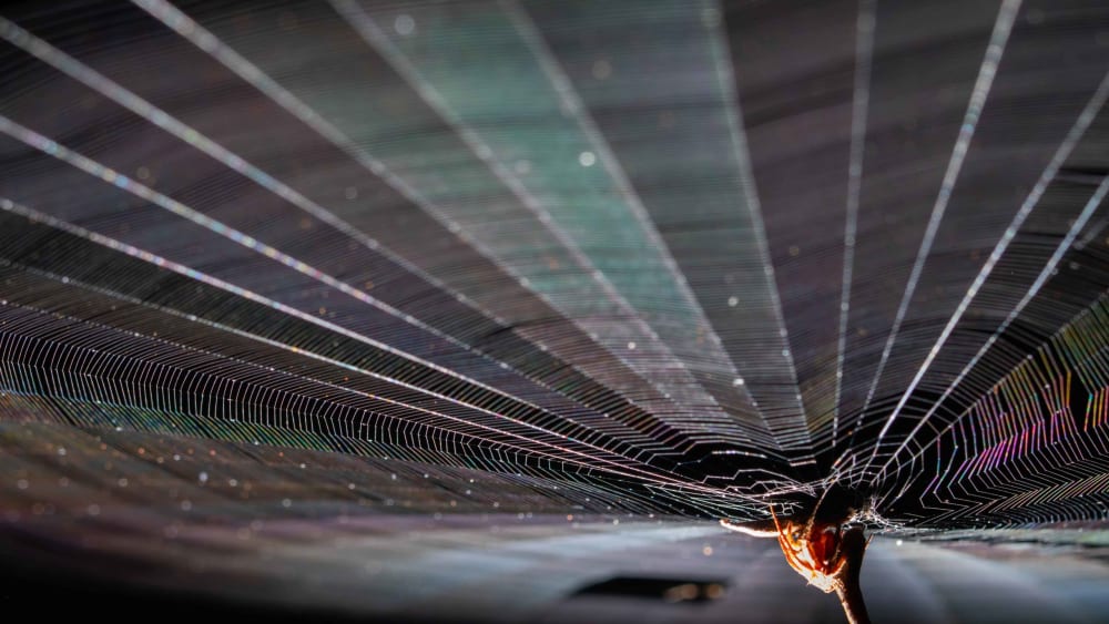 Poltys: Ingenious Camouflage of an Orb-weaving Spider