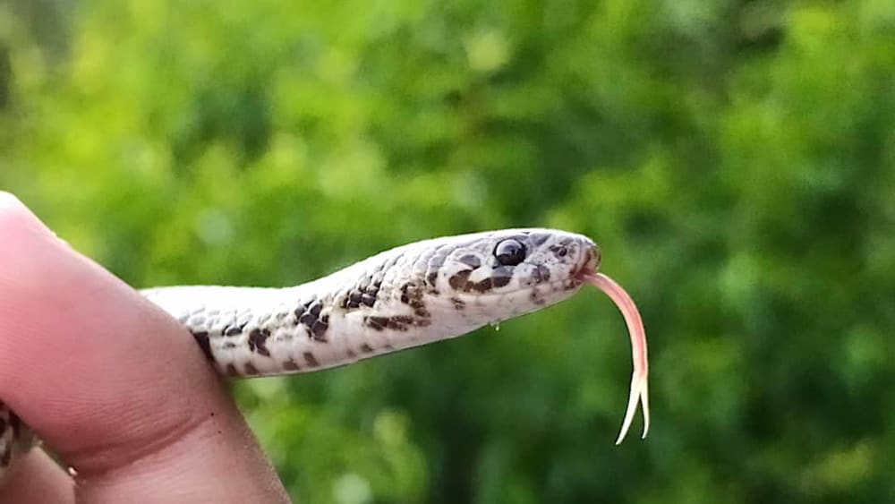 Instagram Leads to Discovery of a New Himalayan Snake Species